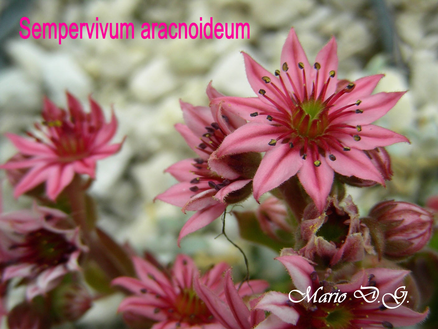 Sempervivum aracnoideum... sul Gran Sasso d''Abruzzo